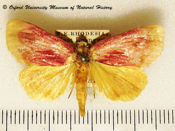 /filer/webapps/moths/media/images/P/phoenicea_Cirrodes_A_OUMNH_01.jpg