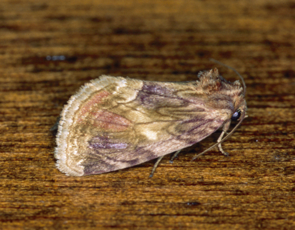 /filer/webapps/moths/media/images/P/phoenicea_Cirrodes_A_Roland_02.jpg