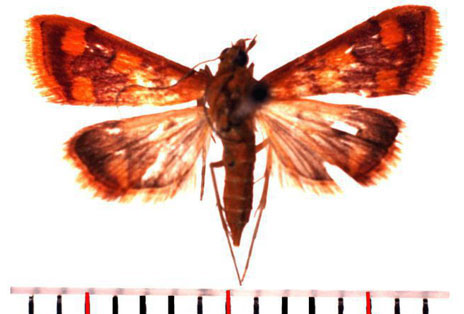 /filer/webapps/moths/media/images/P/phoenicealis_Pyrausta_AM_SMNH.jpg