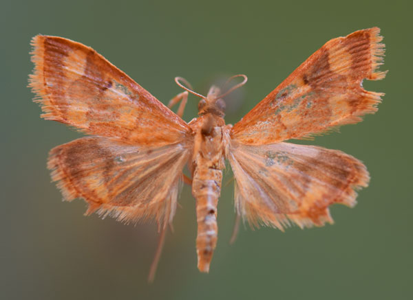 /filer/webapps/moths/media/images/P/phoenicealis_Pyrausta_A_Butler.jpg