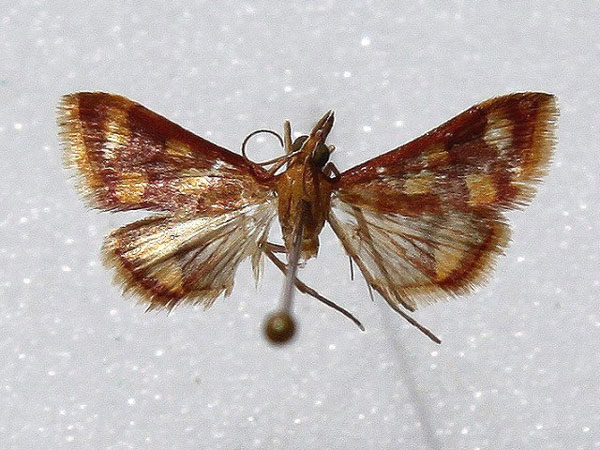 /filer/webapps/moths/media/images/P/phoenicealis_Pyrausta_A_Goff.jpg