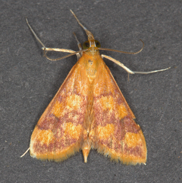 /filer/webapps/moths/media/images/P/phoenicealis_Pyrausta_A_Heyns.jpg