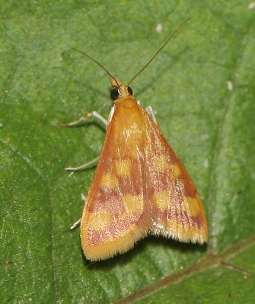 /filer/webapps/moths/media/images/P/phoenicealis_Pyrausta_A_Jorpeland.jpg