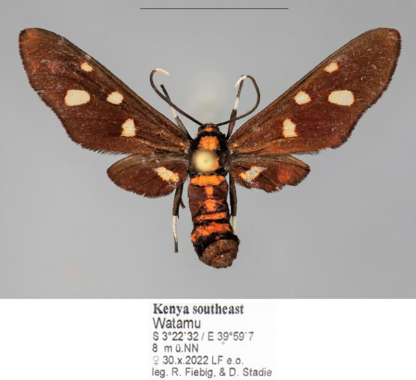 /filer/webapps/moths/media/images/P/phoenicia_Hampsonata_AF_Fiebiga.jpg