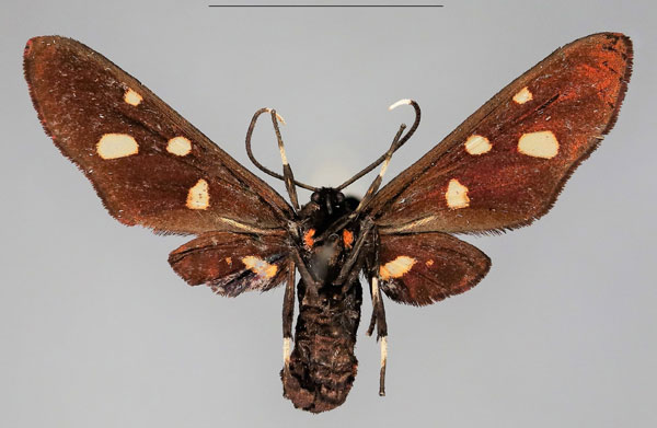 /filer/webapps/moths/media/images/P/phoenicia_Hampsonata_AF_Fiebigb.jpg