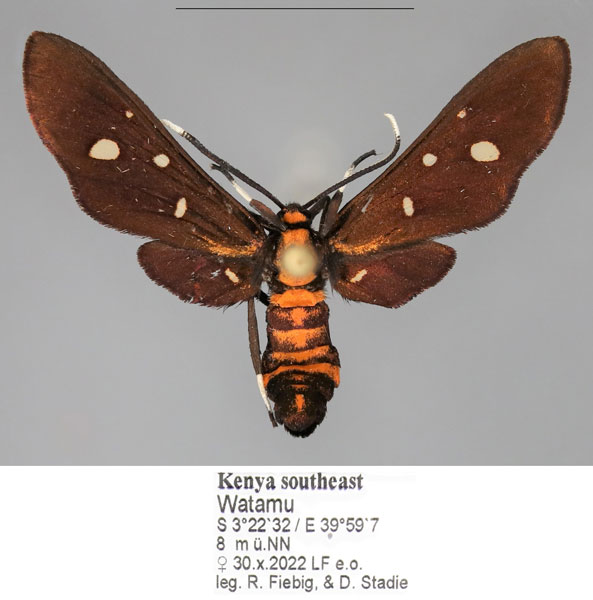 /filer/webapps/moths/media/images/P/phoenicia_Hampsonata_AM_Fiebiga.jpg
