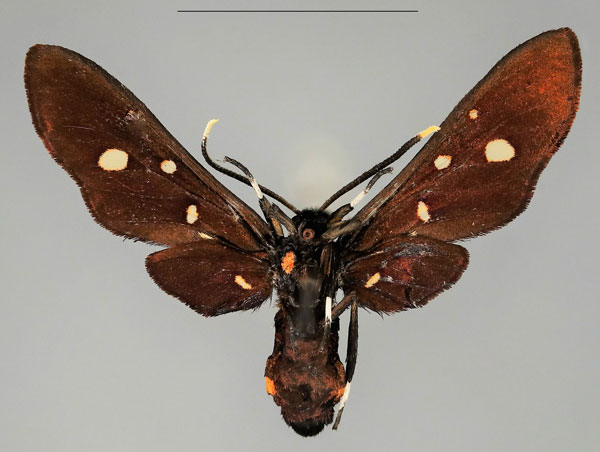 /filer/webapps/moths/media/images/P/phoenicia_Hampsonata_AM_Fiebigb.jpg