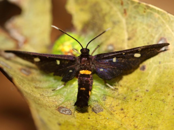 /filer/webapps/moths/media/images/P/phoenicia_Hamsonata_A_Grimm.jpg