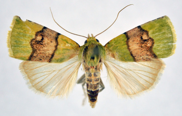 /filer/webapps/moths/media/images/P/phoenicochlora_Lophocrama_AM_NHMO.jpg