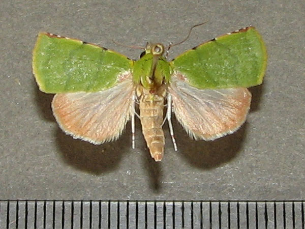/filer/webapps/moths/media/images/P/phoenicochlora_Lophocrama_A_Goff_01.jpg