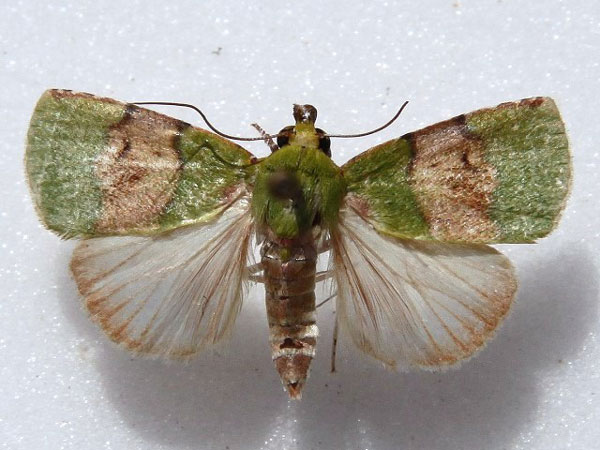 /filer/webapps/moths/media/images/P/phoenicochlora_Lophocrama_A_Goff_02.jpg