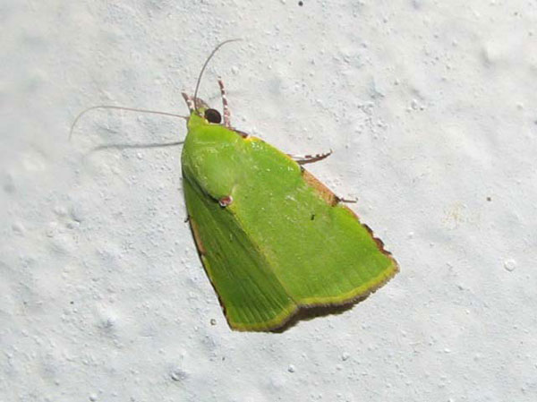 /filer/webapps/moths/media/images/P/phoenicochlora_Lophocrama_A_Goff_04.jpg
