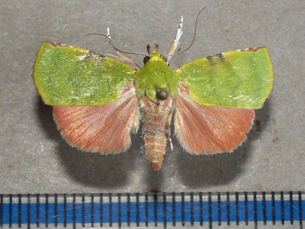 /filer/webapps/moths/media/images/P/phoenicochlora_Lophocrama_A_Goff_05.jpg