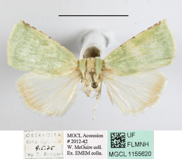 /filer/webapps/moths/media/images/P/phoenicochlora_Lophocrama_A_MGCL_01.JPG