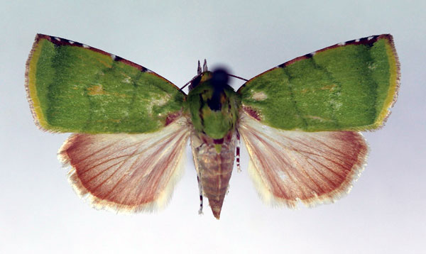 /filer/webapps/moths/media/images/P/phoenicochlora_Lophocrama_A_RMCA.jpg