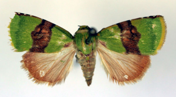 /filer/webapps/moths/media/images/P/phoenicochlora_Lophocrama_A_RMCA_02.jpg