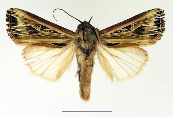 /filer/webapps/moths/media/images/P/phoenicraspis_Campydelta_AM_Legrain.jpg