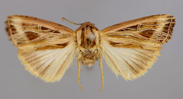 /filer/webapps/moths/media/images/P/phoenicraspis_Lepidodelta_A_RMCA_01.jpg