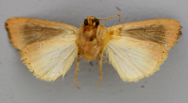 /filer/webapps/moths/media/images/P/phoenicraspis_Lepidodelta_A_RMCA_02.jpg