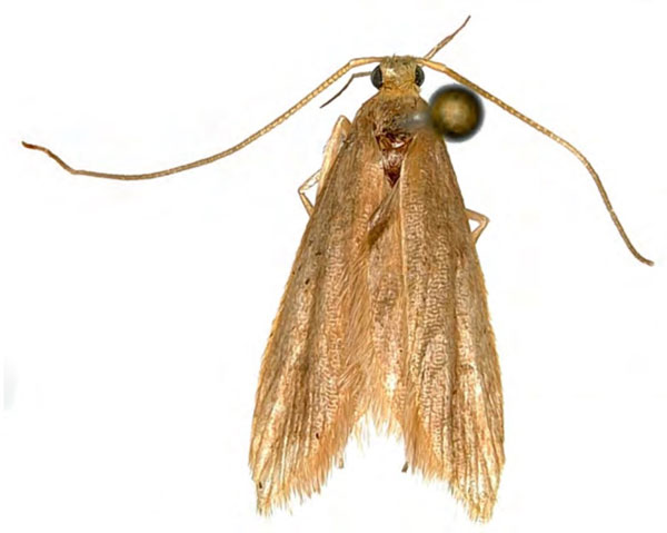/filer/webapps/moths/media/images/P/pholexana_Eridachtha_HT_MfN.jpg