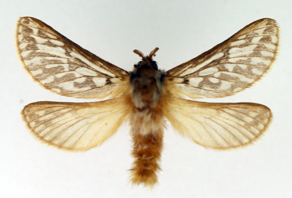 /filer/webapps/moths/media/images/P/pholidota_Gorgopis_AM_TMSA_02.jpg