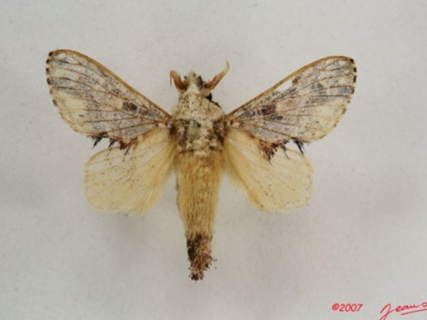 /filer/webapps/moths/media/images/P/phoneus_Odontocheilopteryx_A_Alberta_01.jpg