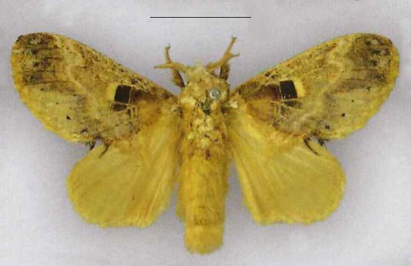 /filer/webapps/moths/media/images/P/phoneus_Odontocheilopteryx_HT_MfN.jpg