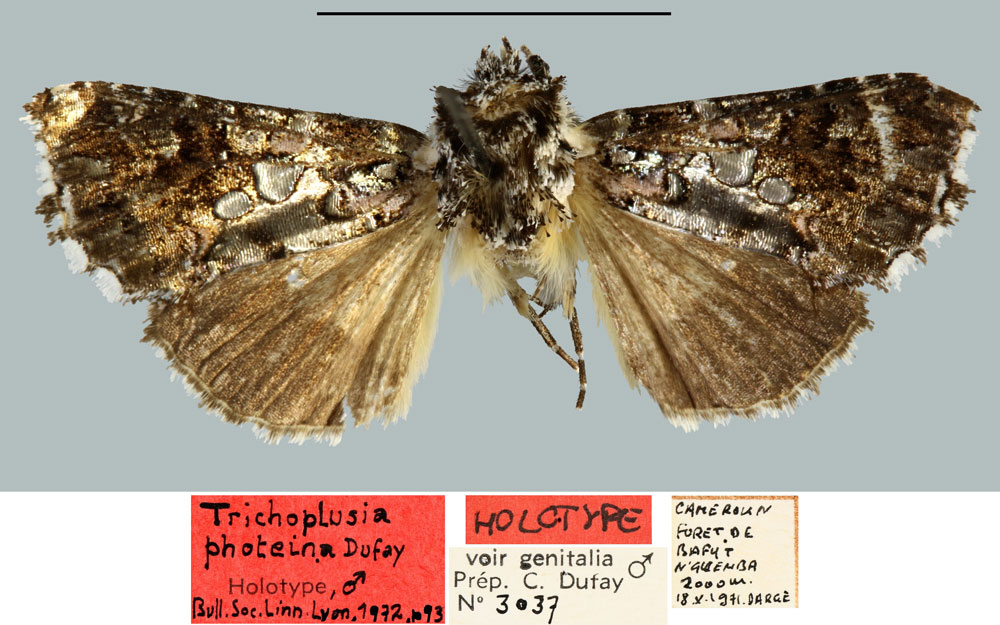 /filer/webapps/moths/media/images/P/photeina_Trichoplusia_HT_MNHN.jpg