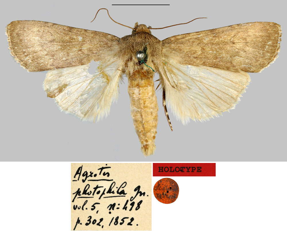 /filer/webapps/moths/media/images/P/photophila_Agrotis_HT_MNHN.jpg