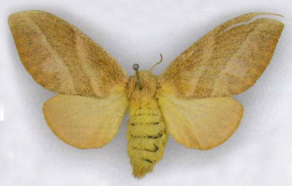/filer/webapps/moths/media/images/P/phronema_Pachypasa_LT_MfN.jpg