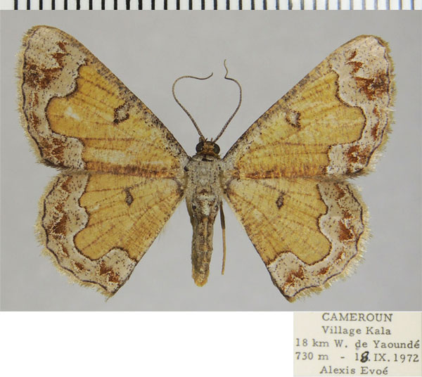/filer/webapps/moths/media/images/P/phrontisaria_Zamarada_AF_ZSM.jpg