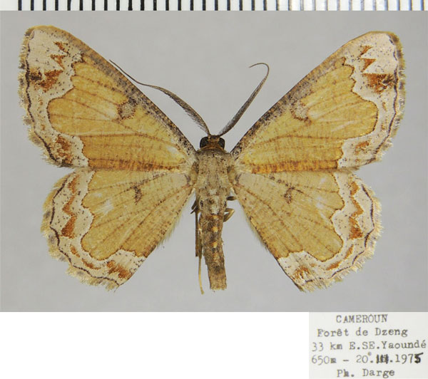 /filer/webapps/moths/media/images/P/phrontisaria_Zamarada_AM_ZSM.jpg