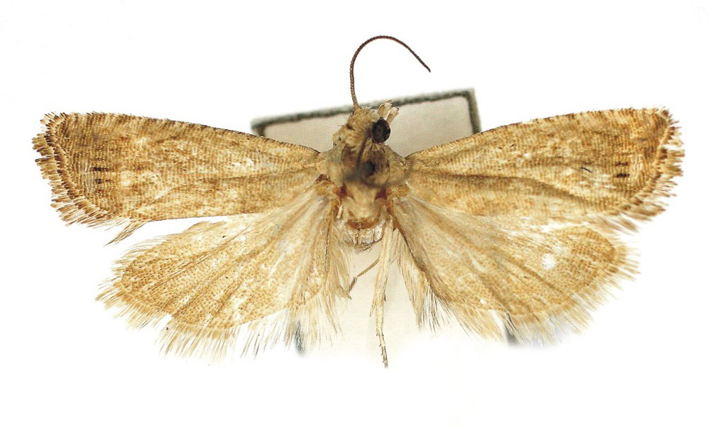 /filer/webapps/moths/media/images/P/phruda_Fulcrifera_AM_Bassi.jpg