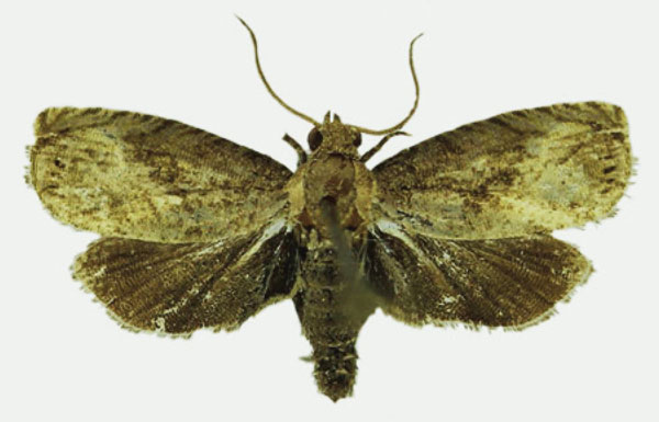 /filer/webapps/moths/media/images/P/phruda_Fulcrifera_AM_Karisch.jpg