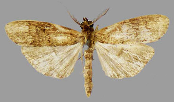 /filer/webapps/moths/media/images/P/phryganea_Scranciella_AM_MNHN.jpg