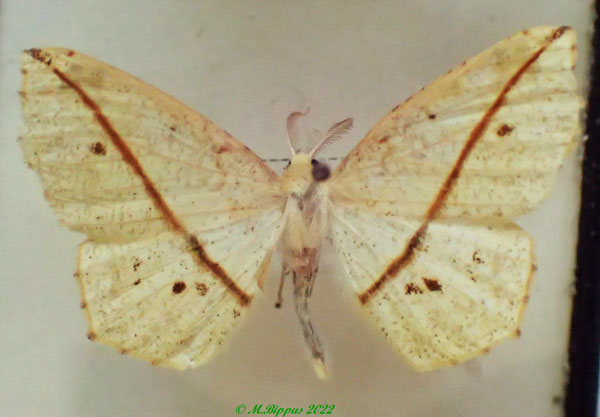 /filer/webapps/moths/media/images/P/phrynogyna_Psilocerea_AM_PZBT.jpg