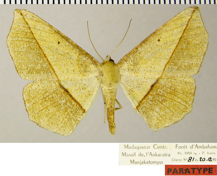 /filer/webapps/moths/media/images/P/phrynogyna_Psilocerea_PTF_ZSM.jpg