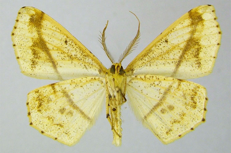 /filer/webapps/moths/media/images/P/phrynogyna_Psilocerea_PTM_ZSMb.jpg