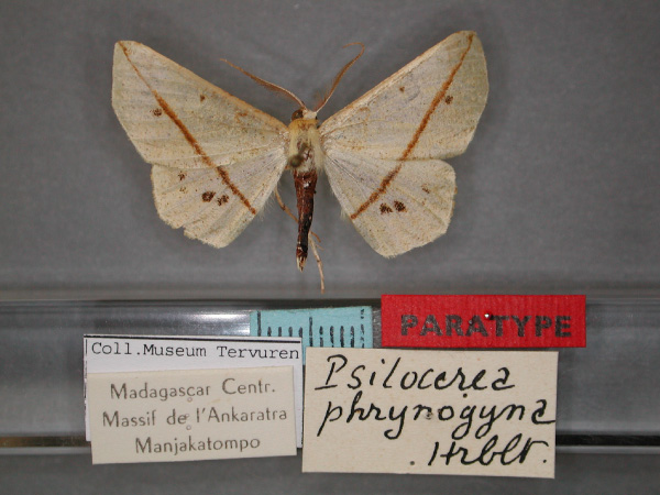/filer/webapps/moths/media/images/P/phrynogyna_Psilocerea_PT_RMCA_01.jpg