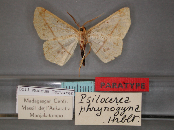 /filer/webapps/moths/media/images/P/phrynogyna_Psilocerea_PT_RMCA_02.jpg