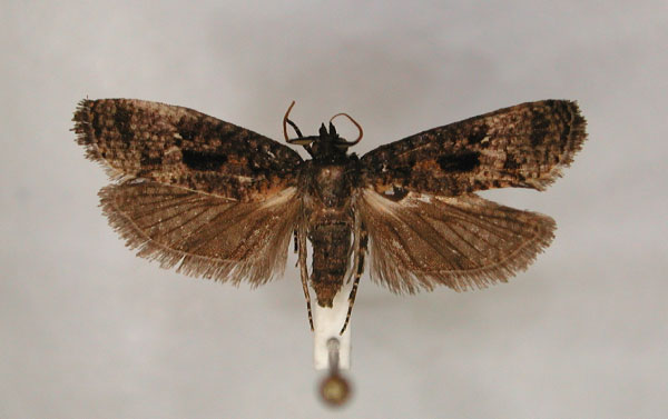 /filer/webapps/moths/media/images/P/phycitinana_Cryptaspasma_PT_RMCA_01.jpg