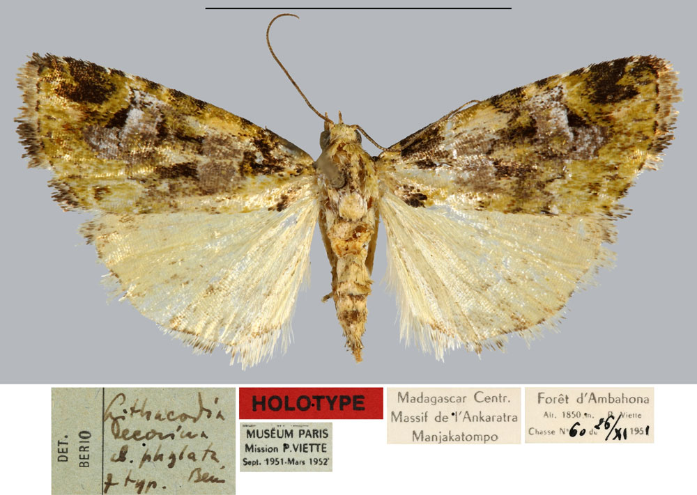 /filer/webapps/moths/media/images/P/phylata_Lithacodia_HT_MNHN.jpg