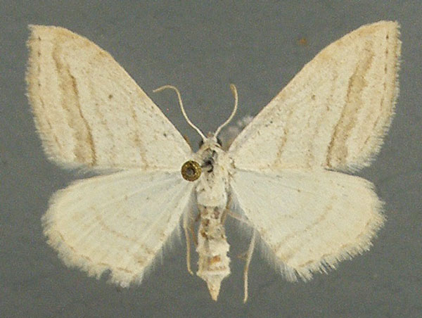 /filer/webapps/moths/media/images/P/phyletis_Scopula_AF_TMSA_02.jpg