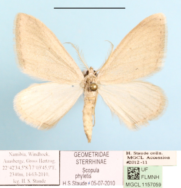 /filer/webapps/moths/media/images/P/phyletis_Scopula_A_MGCLa_01.JPG