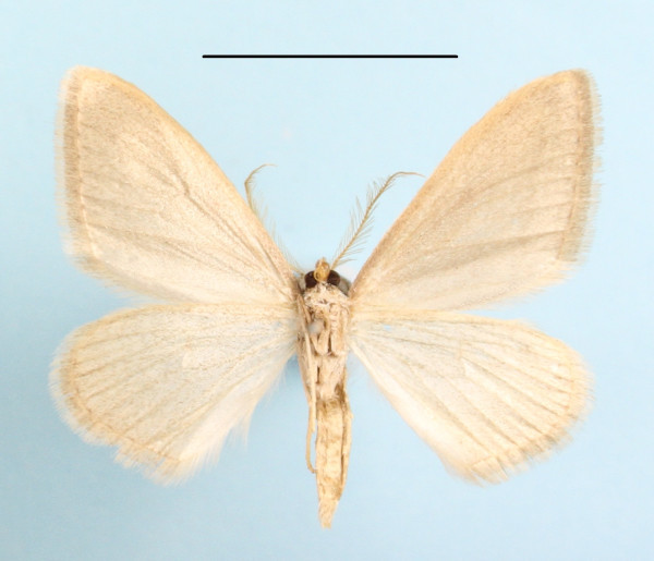/filer/webapps/moths/media/images/P/phyletis_Scopula_A_MGCLb_01.JPG