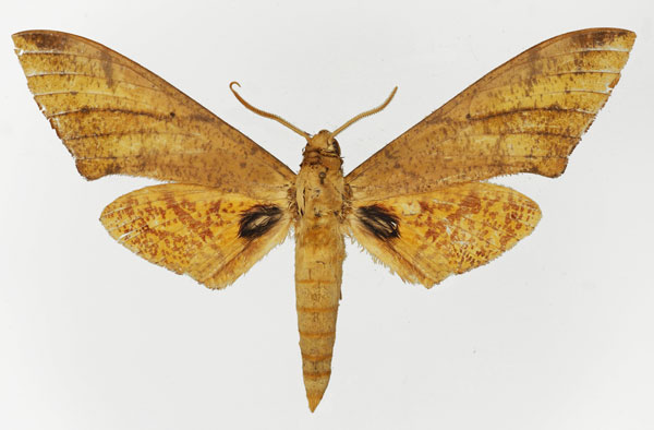 /filer/webapps/moths/media/images/P/phyllis_Platysphinx_AM_Basquin_02.jpg