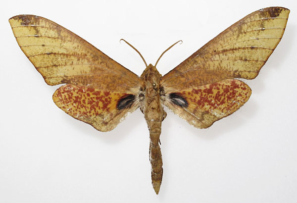 /filer/webapps/moths/media/images/P/phyllis_Platysphinx_AM_Basquin_03.jpg