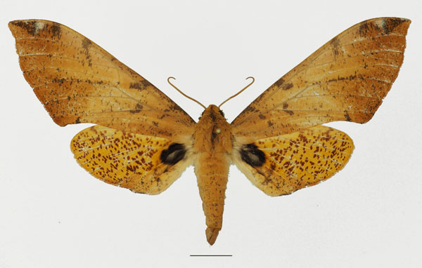 /filer/webapps/moths/media/images/P/piabilis_Platysphinx_AF_Basquina.jpg