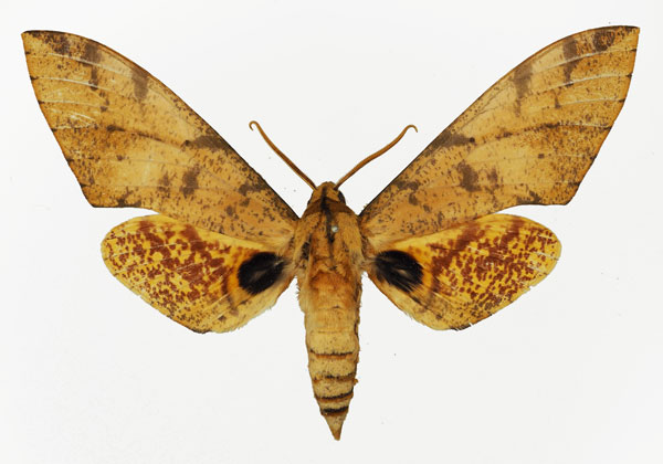 /filer/webapps/moths/media/images/P/piabilis_Platysphinx_AM_Basquin_01.jpg