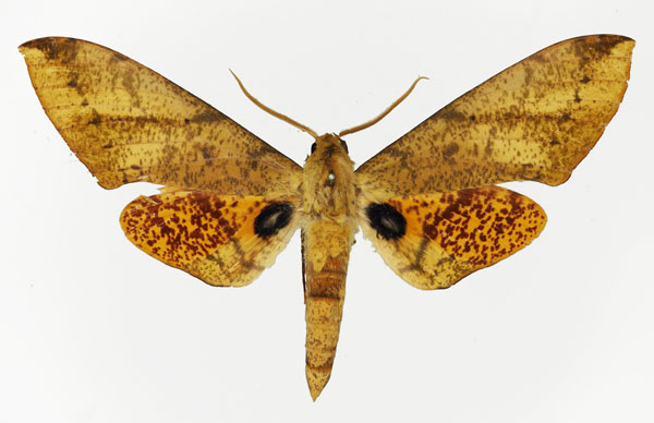 /filer/webapps/moths/media/images/P/piabilis_Platysphinx_AM_Basquin_02.jpg